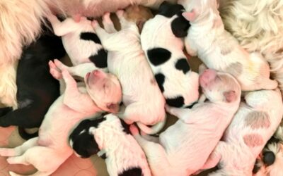 First Litter