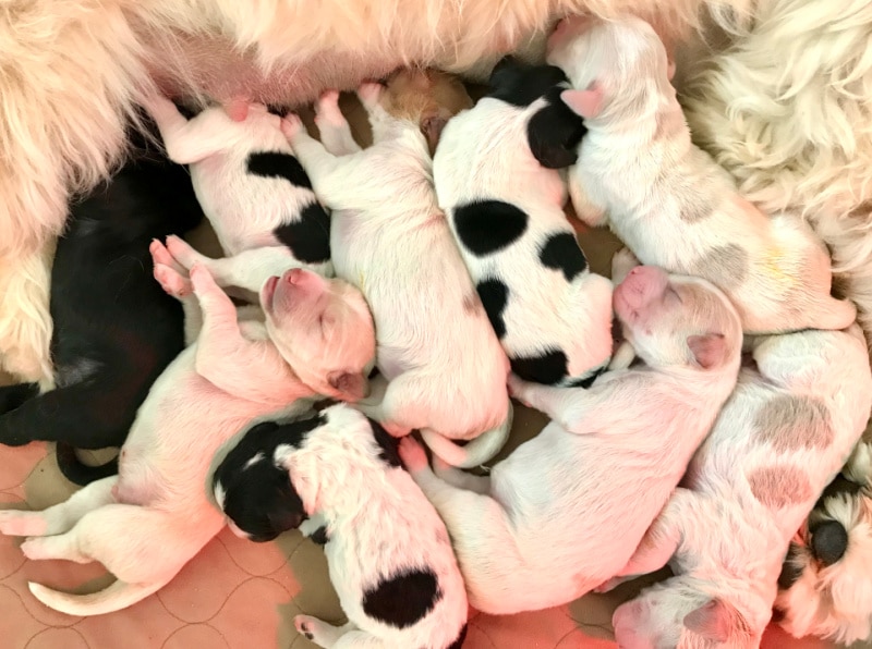 puppies gathered together feeding
