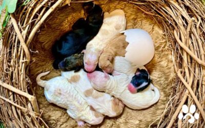 Just Hatched Litter
