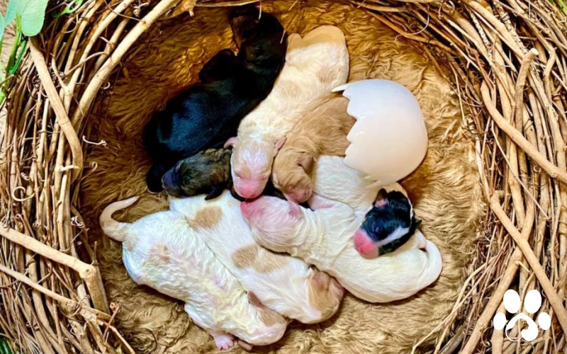 Just Hatched Litter
