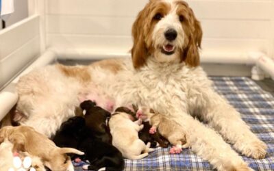 Lucky Litter