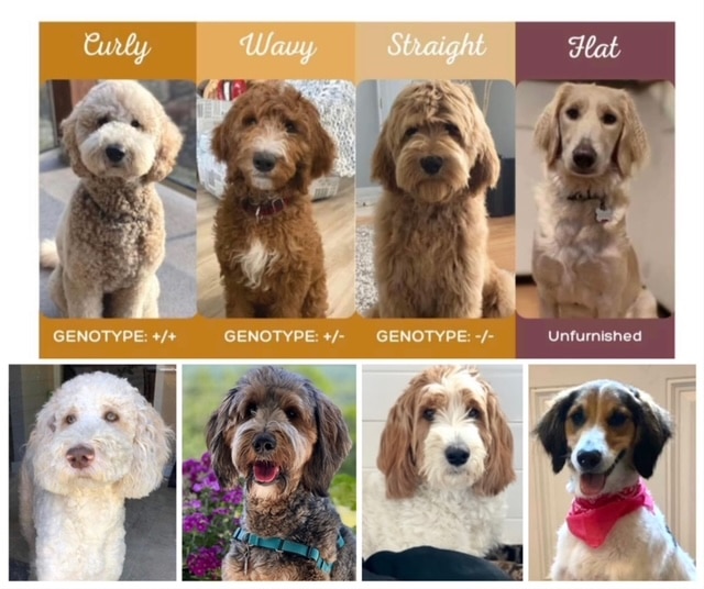 types of goldendoodles