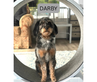 Cinder at Rockwall Doodles