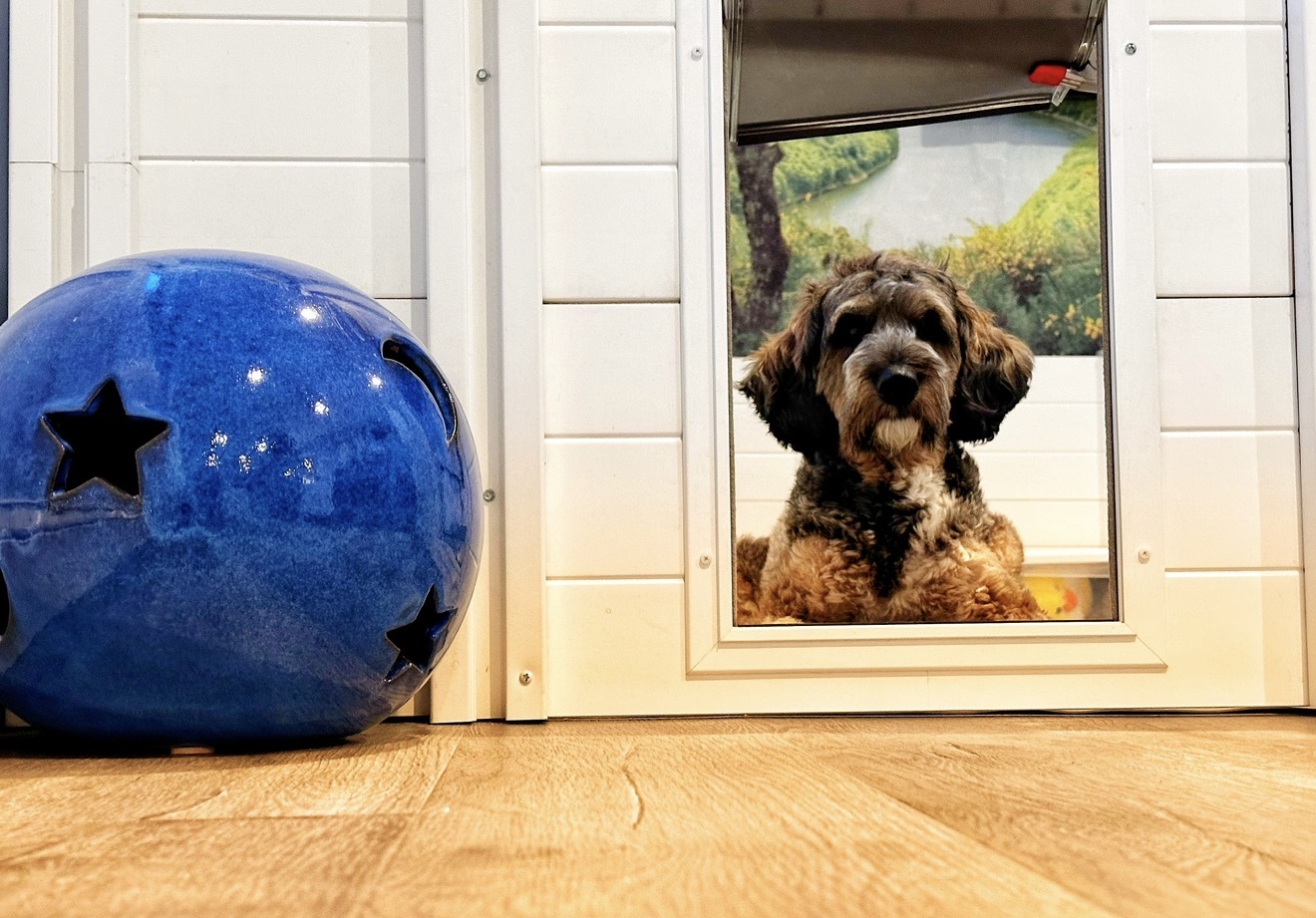 Cinder at Rockwall Doodles